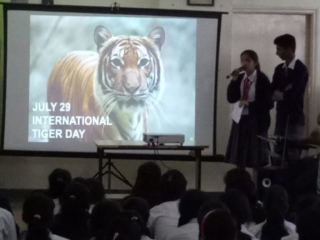 Global Tiger’s Day (6)