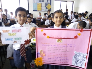 International Tiger’s Day (5)